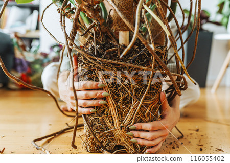 Cross section of soil, monstera with roots Cross section of soil, monstera with roots 116055402