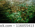 The clear water surface of a stream 116055413