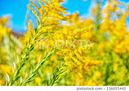 Seiitakahawadanchi黃色花看見了 116055442