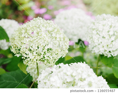 White hydrangeas blooming beside a flower bed 116055487