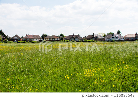 A row of houses with triangular roofs and a field of yellow flowers blooming under bright sunlight with white clouds floating in the sky, in the suburbs of London 116055542