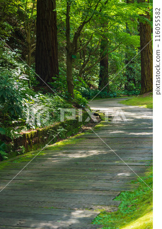 Red Hill Heather Forest, a beautiful green Satoyama garden (Tsu City, Mie Prefecture) 116055582