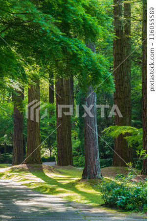 美麗的綠色村莊花園紅山石南花森林<三重縣津市> 116055589