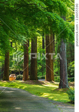 美麗的綠色村莊花園紅山石南花森林<三重縣津市> 116055590