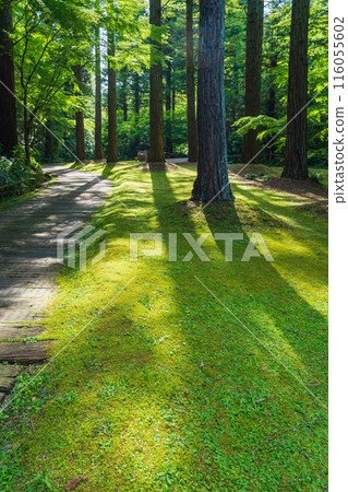 Red Hill Heather Forest, a beautiful green Satoyama garden (Tsu City, Mie Prefecture) 116055602