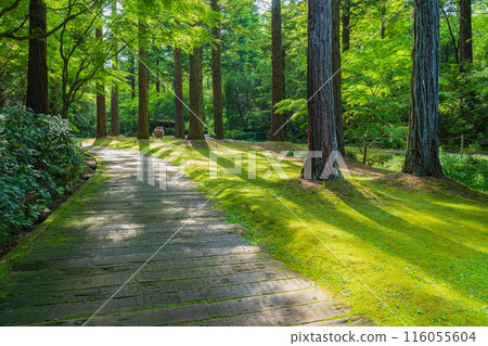 美麗的綠色村莊花園紅山石南花森林<三重縣津市> 116055604