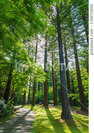 美麗的綠色村莊花園紅山石南花森林<三重縣津市> 116055608