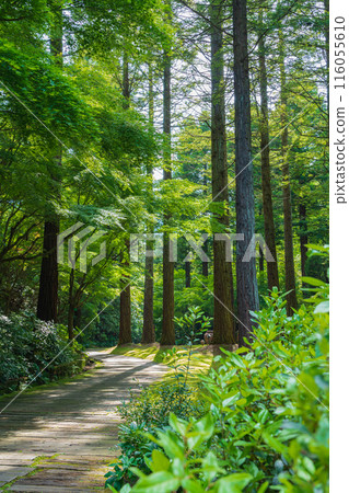 Red Hill Heather Forest, a beautiful green Satoyama garden (Tsu City, Mie Prefecture) 116055610