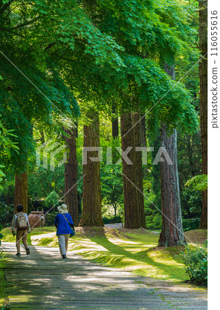 美麗的綠色村莊花園紅山石南花森林<三重縣津市> 116055616