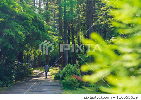 美麗的綠色村莊花園紅山石南花森林<三重縣津市> 116055619