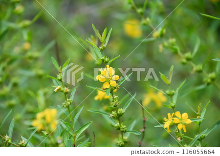 Yellow Lythrum salicaria 116055664