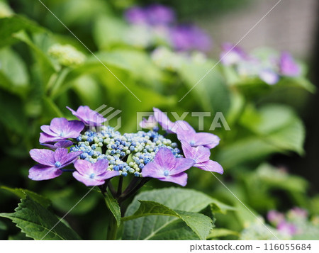 繡球花在雨季清澈盛開 繡球花在雨季清澈盛開 116055684