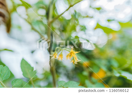 flowering tomato stems in a greenhouse on garden bed flowering tomato stems in a greenhouse on garden bed 116056012
