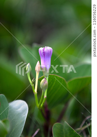 Ipomoea pes-caprae flowers Ipomoea pes-caprae flowers 116056229