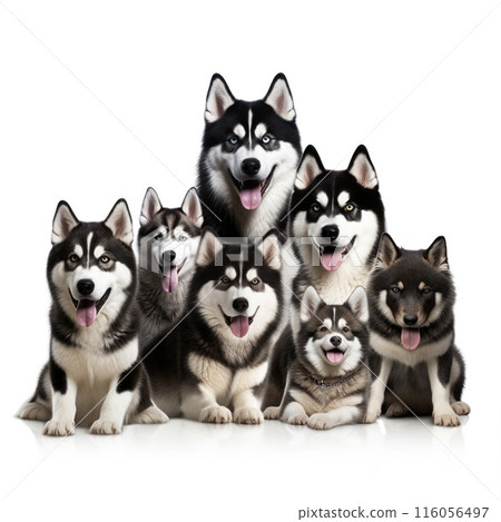 Siberian Husky isolated on white background. Cute dogs Siberian Husky isolated on white background. Cute dogs 116056497