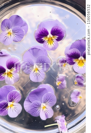 Pansy float on water. Purple flowers close up. Macro floral background top view. 116056532