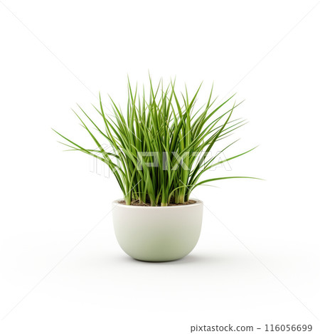 Houseplant grass. Green bush in a ceramic pot. Potted plant isolated on white background. 116056699