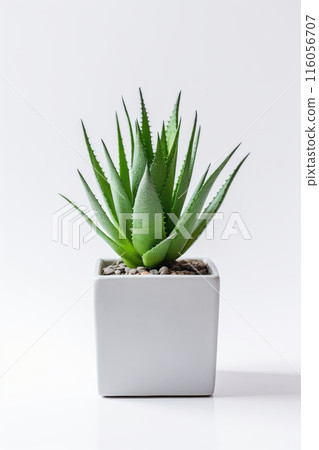 Houseplant aloe. Green sprout in a square ceramic pot. Evergreen potted plant isolated on white background. Houseplant aloe. Green sprout in a square ceramic pot. Evergreen potted plant isolated on white background. 116056707