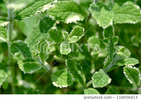 菠蘿薄荷 菠蘿薄荷 116056813