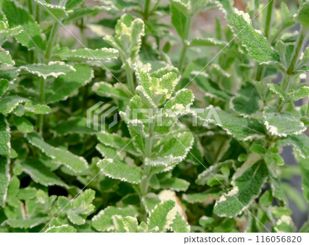 菠蘿薄荷 菠蘿薄荷 116056820