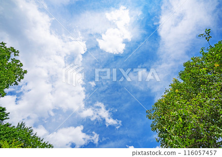Clouds and trees in early summer 116057457