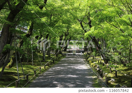 京都寶言院的新綠 116057842