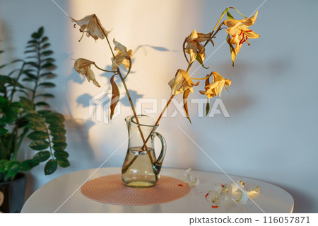 fading white lily with fallen petals, in a vase on the table, ray of light, shadow 116057871