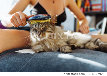 domestic cat grooming. pet hair care domestic cat grooming. pet hair care 116057925