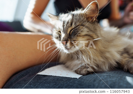 domestic cat grooming. pet hair care 116057943