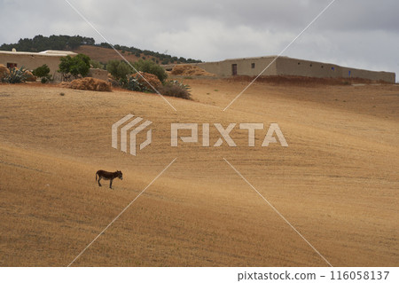 mule in the middle of the hay field mule in the middle of the hay field 116058137