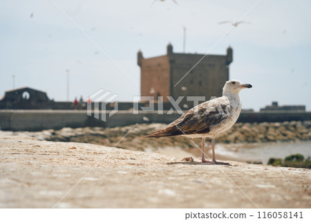 seagull on the coast seagull on the coast 116058141