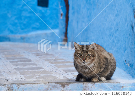 cat sitting on the floor in Chefchaouen, Morocco cat sitting on the floor in Chefchaouen, Morocco 116058143