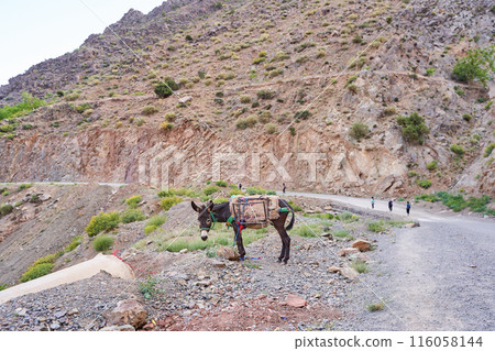 mule by the road in Atlas Mountain, Morocco mule by the road in Atlas Mountain, Morocco 116058144