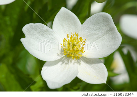 Early summer flowers of the genus Early summer flowers of the genus 116058344