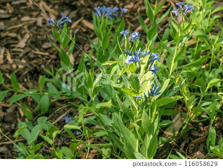 Amsonia orientalis, also known as Blue Star, in flower Amsonia orientalis, also known as Blue Star, in flower 116058629