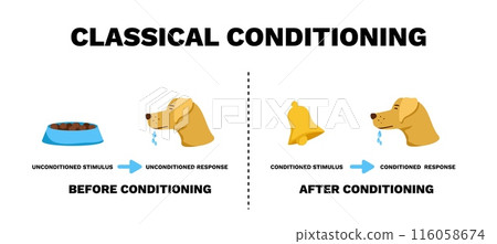 Classical conditioning. Experimental study of reflexes in dogs with procedure of responding 116058674