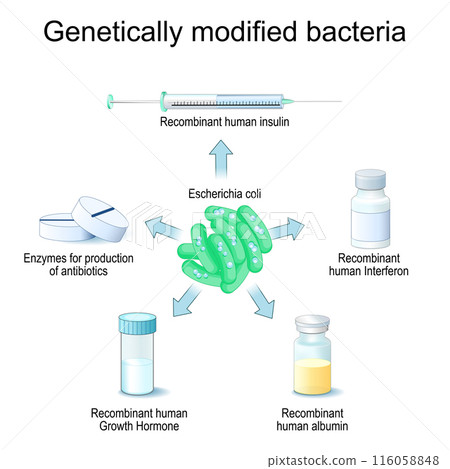 E. coli. Genetically modified Bacteria. Escherichia coli E. coli. Genetically modified Bacteria. Escherichia coli 116058848