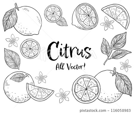 Hand-drawn monotone illustration set of citrus fruits and leaves 116058983