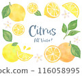 Citrus fruits and leaves watercolor illustration set 116058995