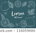 Lemon and leaf hand-drawn chalk art style illustration set 116059000