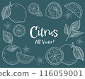Set of hand-drawn chalk art style illustrations of citrus fruits and leaves 116059001