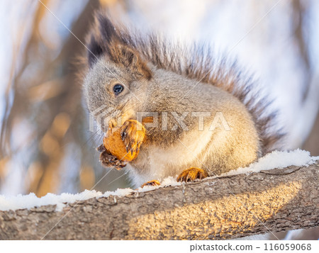 The squirrel with nut sits on tree in the winter or late autumn The squirrel with nut sits on tree in the winter or late autumn 116059068