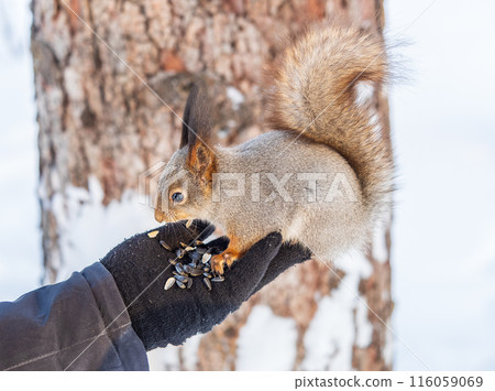 Squirrel eats nuts from a man's hand. Caring for animals in winter or autumn. Squirrel eats nuts from a man's hand. Caring for animals in winter or autumn. 116059069