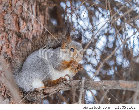 The squirrel with nut sits on tree in the winter or late autumn The squirrel with nut sits on tree in the winter or late autumn 116059102