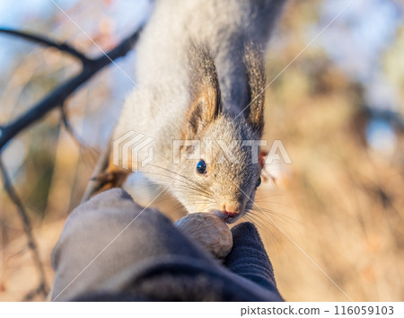 Squirrel eats nuts from a man's hand. Caring for animals in winter or autumn. 116059103