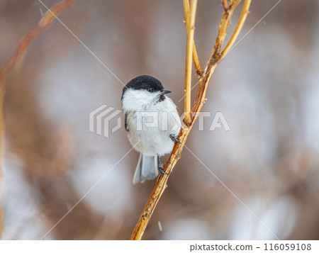 Cute bird the willow tit, song bird sitting on a branch without leaves in the winter. Cute bird the willow tit, song bird sitting on a branch without leaves in the winter. 116059108