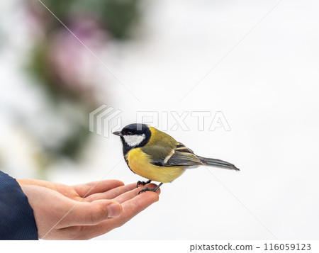A tit sits on a man's hand and eats seeds. 116059123