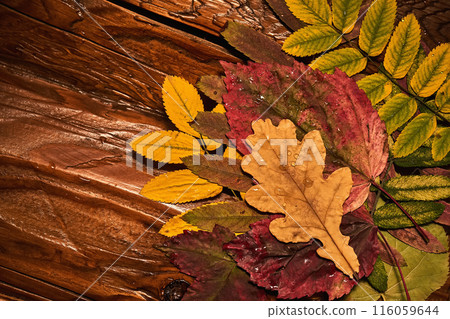 Cozy composition of bright autumn dry leaves on a wooden background. Cozy composition of bright autumn dry leaves on a wooden background. 116059644