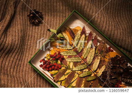 Cozy composition of autumn leaves in the box on sweater. 116059647