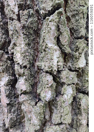 Tree bark texture. Birch bark, close-up. Tree bark texture. Birch bark, close-up. 116059891
